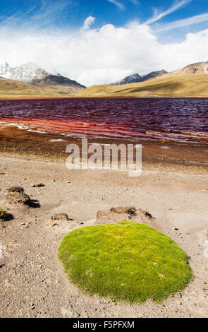 Miluni Laguna est un réservoir alimenté par les eaux de fonte des glaciers andins du pic de Huayna Potosi dans les Andes Boliviennes. Comme casuses Changement climatique Les glaciers de fondre, l'approvisionnement en eau de La Paz, la capitale de la Bolivie est rapidement. Le réservoir est également contaminé par les effluents miniers ainsi qu'à un faible niveau en raison de la sécheresse. Banque D'Images