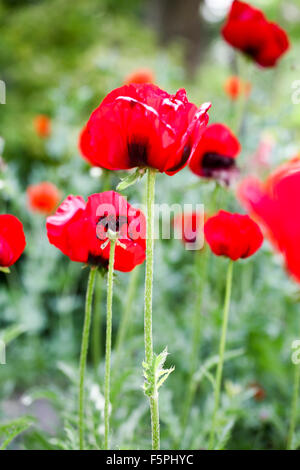 Coquelicots dans le domaine Banque D'Images