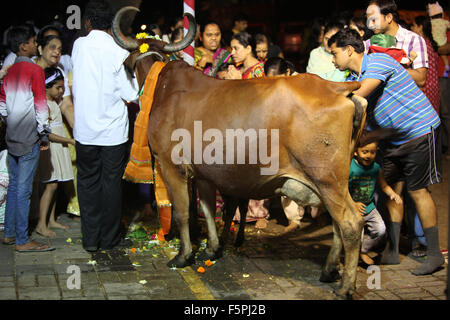 Pune, Inde - Novembre 7, 2015 personnes en Inde : l'adoration de la vache à l'occasion de Diwali festival en Inde le jour Vasubaras Banque D'Images