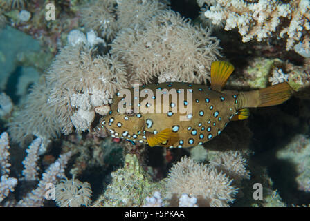 Ostracion Cubicus jaune, Boxfish, Ostracionidae, Sharm el Sheikh, Mer Rouge, Egypte Banque D'Images