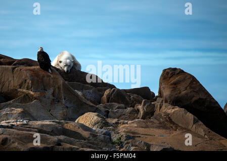 Adultes Ours polaire (Ursus maritimus) reposant sur des rochers avec le Pygargue à tête blanche (Haliaeetus leucocephalus) Churchill, Manitoba, Canada Banque D'Images