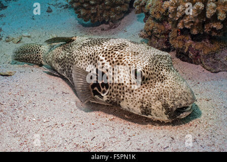 Arothron stellatus, puffer géant, Tetraodontidae, Sharm el Sheikh, Mer Rouge, Egypte Banque D'Images