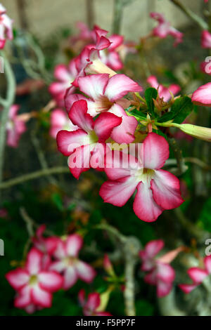 Adenium obesum rose du désert de l'été plante jardins tropicaux exotiques fleurs rose à fleurs portraits gros plans Floral RM Banque D'Images