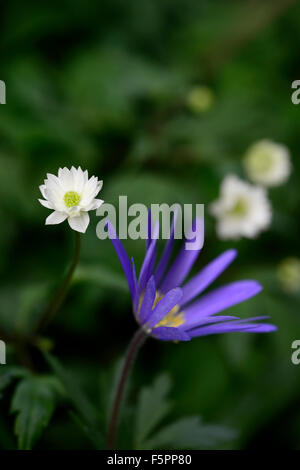 Anemonella thalictroides anemone blanda tons de bleu blanc bleu fleur fleurs printemps ombragé par combinaison de plantes florales RM Banque D'Images