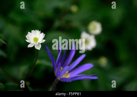 Anemonella thalictroides anemone blanda tons de bleu blanc bleu fleur fleurs printemps ombragé par combinaison de plantes florales RM Banque D'Images