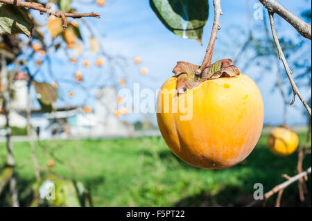 Saison : Automne kaki mûr sur l'arbre aux fruits Banque D'Images