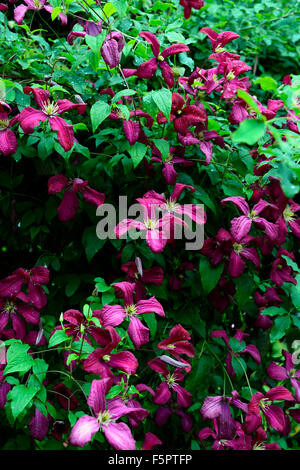 Clematis viticella Etoile Violette fleurs violettes floraison type viticella escalade grimpeurs vivaces rampantes floral RM Banque D'Images