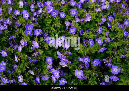 Fleur Rozanne Geranium rozanne fleur fleurs bleu vivace à fleurs floral RM ...