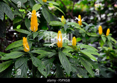 Pachystachys lutea plante sucette fleur fleurs jaune crevette d'or arbre arbres à fleurs floral RM Banque D'Images