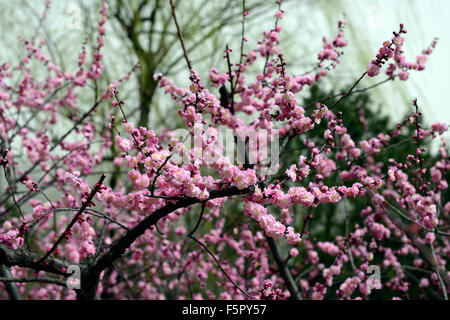 Prunus mume fleur fleurs fleurs fleurs de l'abricotier japonais printemps floral RM Banque D'Images