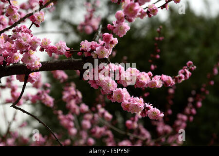 Prunus mume fleur fleurs fleurs fleurs de l'abricotier japonais printemps floral RM Banque D'Images