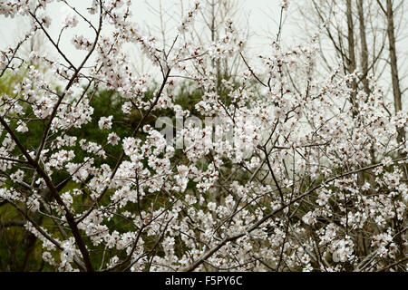 Prunus mume fleur fleurs fleurs fleurs de l'abricotier japonais printemps floral RM Banque D'Images