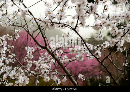 Prunus mume fleur fleurs fleurs fleurs de l'abricotier japonais printemps floral RM Banque D'Images