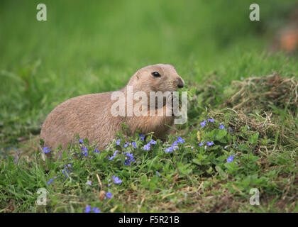 Un joli chien mange de l'herbe des prairies entourées de pelouse et fleurs Banque D'Images