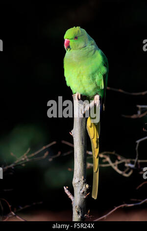 Héron pourpré ou perruche à collier (Psittacula krameri), des profils sur l'arbre, Bade-Wurtemberg, Allemagne Banque D'Images