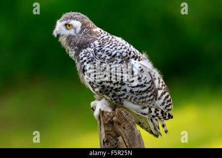 Le harfang des neiges (Bubo scandiacus), adulte, sur affût, Kasselburg, Eifel, Allemagne Banque D'Images