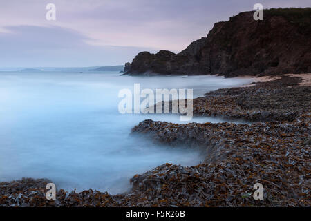 De grandes quantités d'algues sont rejetés sur Mouthwell plage de Hope Cove, Devon, Angleterre. Banque D'Images