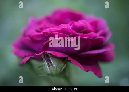 Gros plan d'une fleur rose pourpre profond avec des fond vert. Banque D'Images