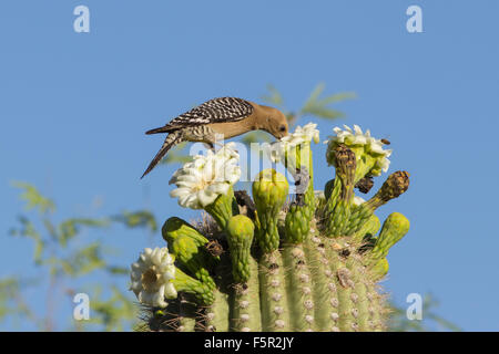 Gila Woodpecker et les abeilles sur les fleurs de cactus Saguaro Banque D'Images