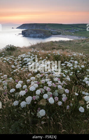 La berce commune Heracleum sphondylium,, sur les falaises surplombant l'anse de l'Église, Cornwall, au coucher du soleil. Banque D'Images