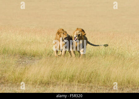 Deux hommes lions (Panthera leo), le fils et le père se battre pour la dominance, Masai Mara, Kenya, comté de Narok Banque D'Images