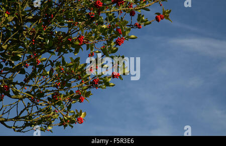 Feuilles de houx vert profond avec des fruits rouges contre un ciel bleu avec des traînées de nuages blancs. Banque D'Images