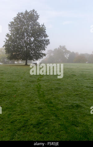 Un matin brumeux dans un parc public avec des empreintes sur l'herbe humide Banque D'Images
