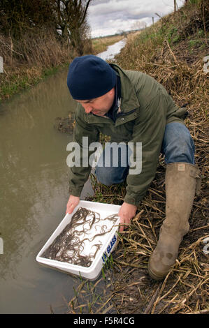 Severn Wye & Smokery, Gloucestersh,jeunes anguilles (civelles) en cours d'introduction à la rivière Severn et poêlée de l'anguille fumée une plaque.UK Banque D'Images