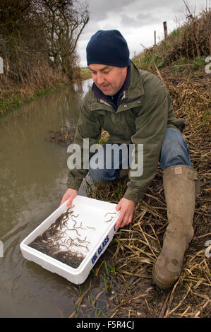 Severn Wye & Smokery, Gloucestersh,jeunes anguilles (civelles) en cours d'introduction à la rivière Severn et poêlée de l'anguille fumée une plaque.UK Banque D'Images