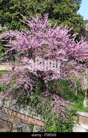 Cercis siliquastrum arbre, aussi appelé arbre de Judée Banque D'Images