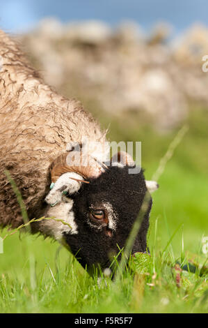 Swaledale moutons paissant l'herbe fraîche en pâture, au Royaume-Uni. Banque D'Images