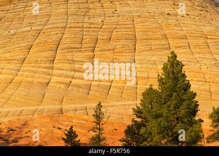 Checkboard Mesa à l'aube, les affleurements de grès Navajo emblématique, Zion National Park, Utah Banque D'Images