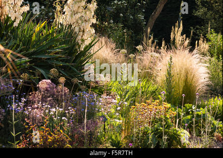 La Beth Chatto Gardens, Colchester, Essex, Royaume-Uni. Le Jardin de gravier sec à la fin de l'été, d'herbes et de yuccas Banque D'Images