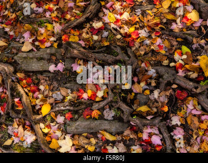 Merveilleux modèle d'emmêler les racines des arbres et des feuilles mortes. Contexte et d'écran conception Banque D'Images