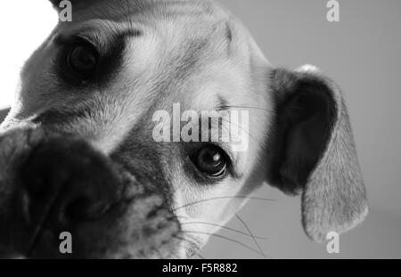 Bullmastiff chiot en noir et blanc Banque D'Images