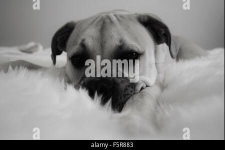 Bullmastiff chiot, chien, noir et blanc Banque D'Images