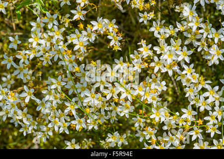 Saxifrage Saxifraga hypnoides moussus de plus en plus de fleurs sauvages dans le parc national de Peak District UK Banque D'Images