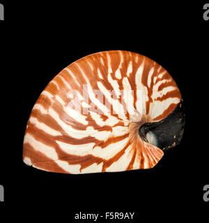 Sea shell sur un fond noir Banque D'Images