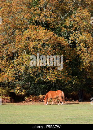 Poney New Forest dans soleil d'automne Banque D'Images