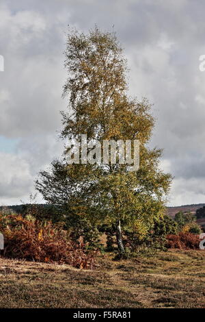 Nuances d'automne dans le New Forest Banque D'Images