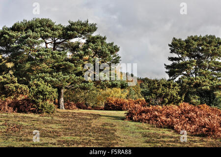 Nuances d'automne dans le New Forest Banque D'Images