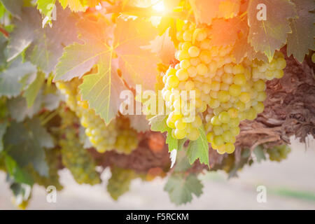 De beaux raisins blancs vignoble luxuriant de boisseaux dans l'après-midi Soleil. Banque D'Images