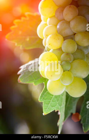 De beaux raisins blancs vignoble luxuriant de boisseaux dans l'après-midi Soleil. Banque D'Images