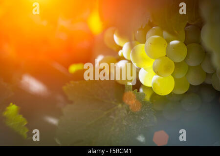 De beaux raisins blancs vignoble luxuriant de boisseaux dans l'après-midi Soleil. Banque D'Images