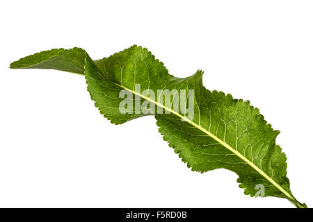 Feuille de raifort frais (Armoracia P. Gaertn), isolé sur fond blanc Banque D'Images