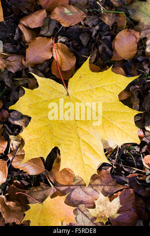 Les feuilles tombées en automne. Banque D'Images