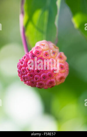 Arbutus unedo. Fruit de l'arbre aux fraises. Banque D'Images