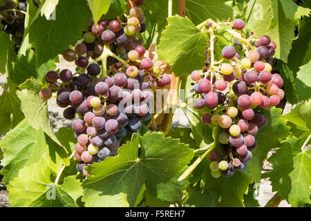 À Pechlatt Pech-Latt,vignobles,close up de production du raisin en vin,région vinicole de la région de Lagrasse, Aude.sud de la France. Banque D'Images