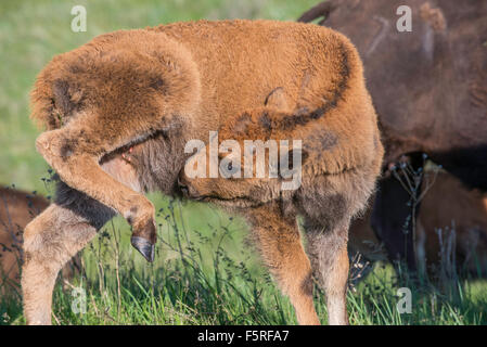 Le bison d'Amérique (Bison bison) Nettoyage et préparation de veau lui-même, dans l'ouest de l'USA Banque D'Images