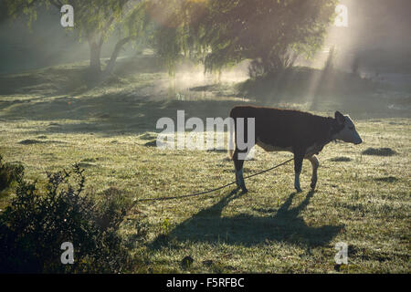 Un épais brouillard tôt le matin - Classic vue d'été de campagne dans Maldonado, Uruguay Ministère Banque D'Images